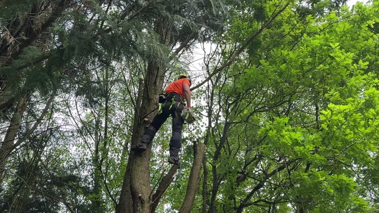 Best Fruit Tree Pruning  in Tullytown, PA